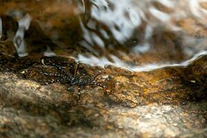 aranha na rocha na cachoeira foto