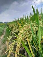 arroz campo com verde plantas e uma sujeira estrada foto