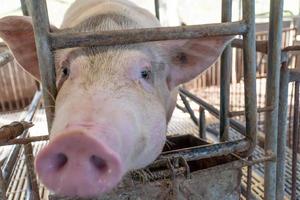 close-up do porco reprodutor na fazenda estão esperando por foco seletivo de alimento foco suave foto