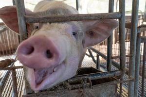 close-up de porcos reprodutores em uma gaiola na fazenda foco seletivo foco suave foto