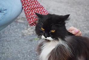 gato preto e branco de pêlo comprido foto