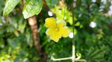 amargo Melão flor. amarelo flor foto