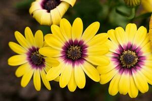 amarelo osteospermum flores dentro a verão jardim foto