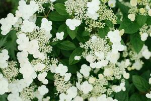 jovem branco flores do paniculata hortênsia wims vermelho dentro verão dentro a jardim foto