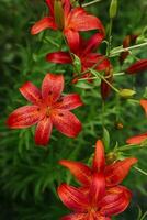 vermelho lírio flores dentro a verão jardim foto