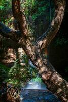 bifurcado árvore com cascata fundo foto