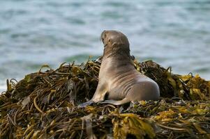 uma foca deitado em a terra com Está boca aberto foto