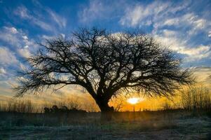 uma árvore carrinhos dentro a meio do uma campo às pôr do sol foto