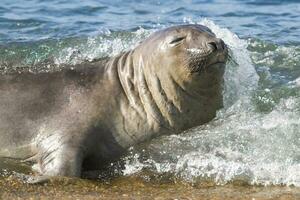 uma foca em a de praia foto