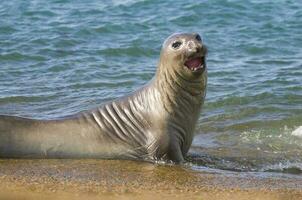 uma foca é natação dentro a oceano foto