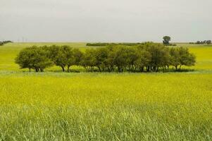 uma campo do amarelo flores foto