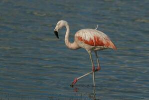 uma flamingo é caminhando dentro a água foto