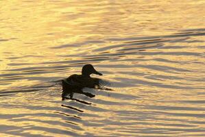 uma Pato natação dentro a água às pôr do sol foto