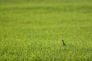 uma pássaro é em pé dentro uma campo do verde Relva foto