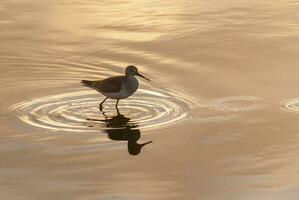 uma pássaro em pé dentro a água foto