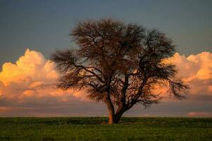 uma solitário árvore carrinhos dentro uma campo com nuvens dentro a fundo foto