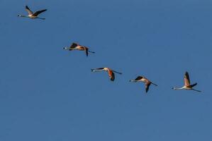 uma rebanho do flamingos vôo dentro a céu foto