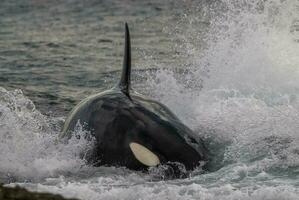 orca baleia violar dentro a oceano foto