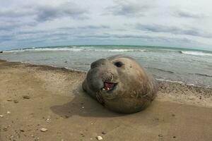 uma ampla foca dentro a água foto