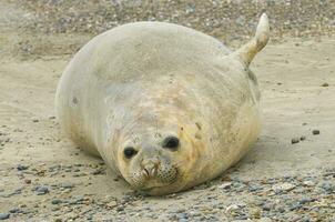uma foca em a de praia com Está boca aberto foto