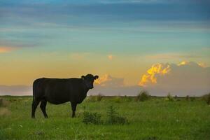 uma vaca em pé dentro uma campo às pôr do sol foto