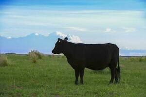 uma vaca em pé dentro uma campo com uma céu dentro a fundo foto