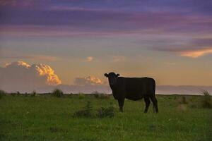uma vaca em pé dentro uma campo às pôr do sol foto