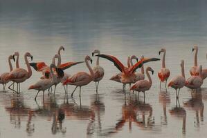 uma rebanho do flamingos em pé dentro raso água foto