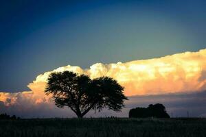uma solitário árvore dentro uma campo com uma ampla nuvem dentro a fundo foto
