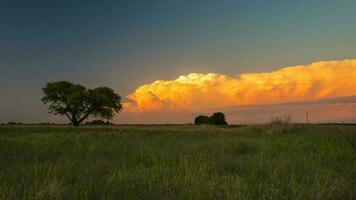 uma solitário árvore carrinhos dentro uma campo com uma ampla nuvem dentro a céu foto