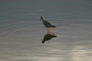 uma pássaro em pé dentro a água com Está cabeça baixa foto