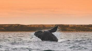 uma baleia pulando Fora do a água às pôr do sol foto