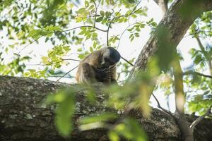 uma macaco é em pé em uma árvore ramo foto