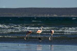 flamingos às a de praia foto