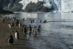 uma grupo do pinguins em uma de praia foto