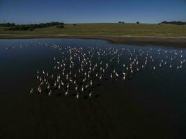 uma rebanho do flamingos dentro uma lago foto