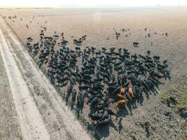 a aéreo Visão do uma rebanho do gado dentro uma campo foto