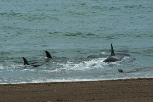 orcas dentro a costa foto