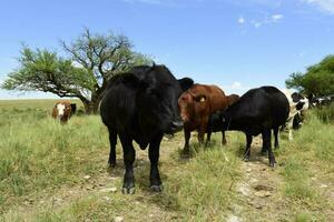 Fazenda pasto com vacas foto