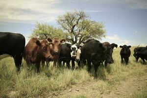 Fazenda pasto com vacas foto