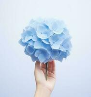 mão segurando uma azul hortênsia flor foto