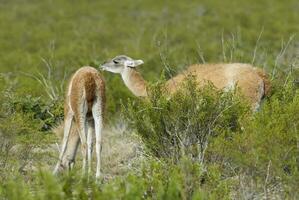 dois guanacos caminhando em uma sujeira estrada foto