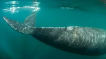 elefante foca dentro chabut, patagônia foto