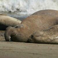 elefante foca dentro chabut, patagônia foto