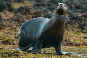 foca dentro patagônia foto