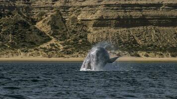 uma baleia rabo é visto dentro a água foto