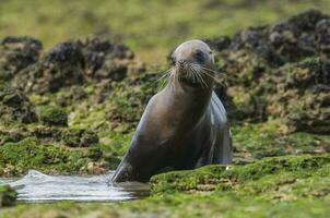 foca dentro patagônia foto