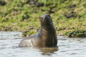 foca dentro patagônia foto