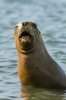 foca dentro patagônia foto