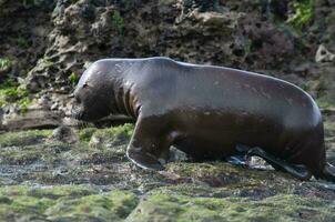 foca dentro patagônia foto